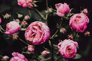 娇艳粉色玫瑰绽放