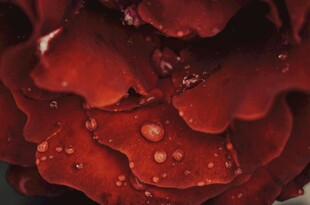 带水珠的深红玫瑰花