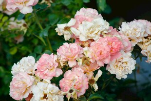 粉色蔷薇花绽放