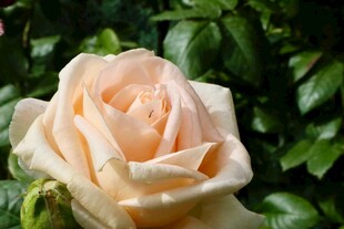 淡粉色优雅绽放的玫瑰花