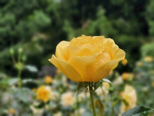 娇艳黄玫瑰绽放于花丛