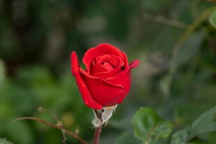 娇艳红玫瑰绽放