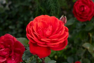 娇艳红玫瑰绽放