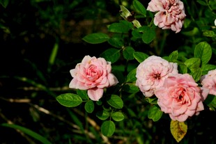 粉色娇艳月季花绽放