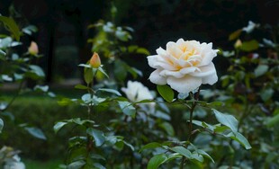 白色玫瑰绽放于绿叶间