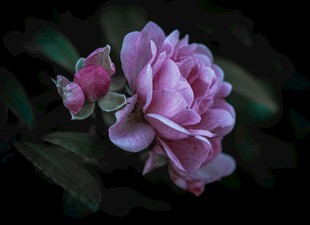 粉紫娇艳月季花