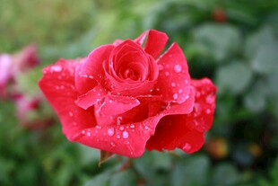 带水珠的娇艳红玫瑰
