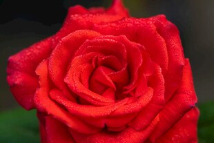 娇艳红玫瑰特写