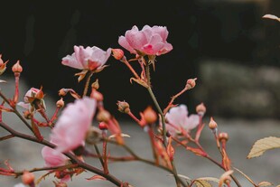 枝头绽放的粉嫩娇艳花朵