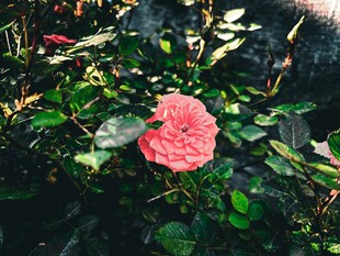 娇艳盛开的粉色花朵