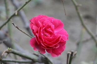 娇艳红玫瑰绽放枝头