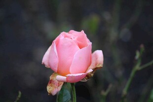 娇艳粉色玫瑰特写