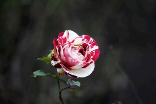 红白相间的娇艳月季花