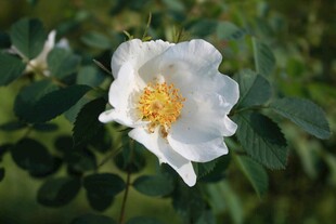 白色野蔷薇绽放