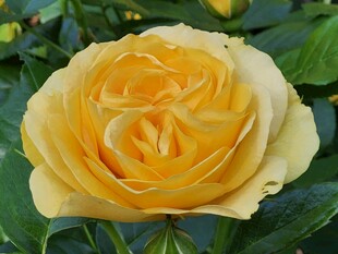 金黄艳丽的绽放玫瑰花