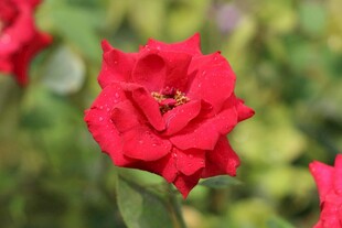 娇艳红玫瑰上的小蜜蜂