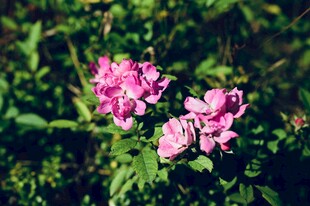 娇艳粉色花朵绽放绿叶间