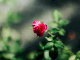 娇艳红玫瑰绽放于绿叶间