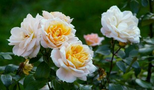 娇艳白黄月季花绽放