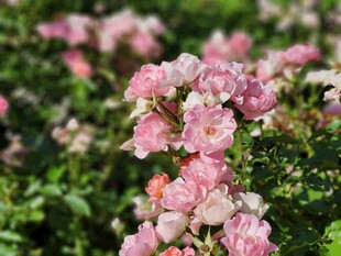 粉色蔷薇花丛美景