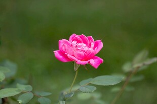 娇艳粉色月季花