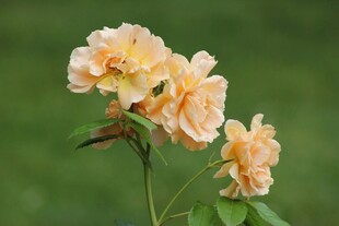 三朵柔美浅黄月季花