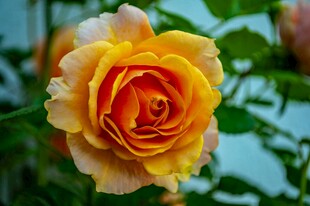 娇艳黄玫瑰绽放