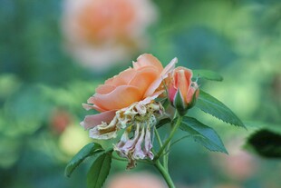 娇艳盛开的橙色月季花