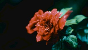 娇艳红玫瑰特写