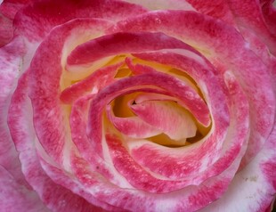 娇艳粉色玫瑰特写