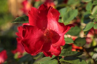 娇艳红玫瑰绽放