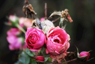 娇艳绽放的粉色玫瑰花