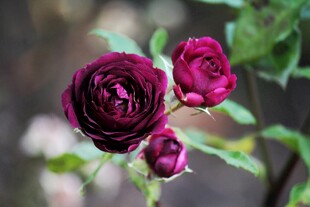 深紫红色月季花绽放