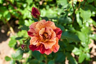 双色月季花特写