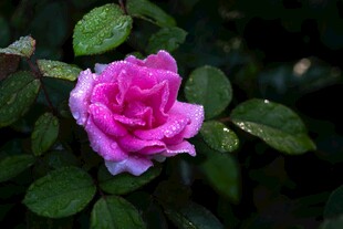 娇艳欲滴的粉色月季花