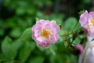 粉色蔷薇花绽放