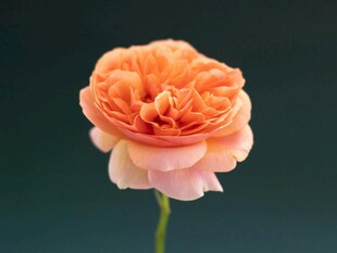 单枝柔美橙色月季花