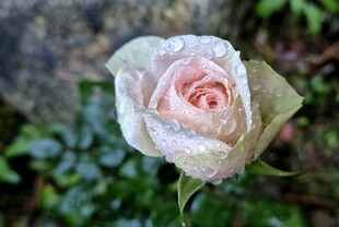 带露粉玫瑰特写