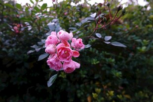 娇艳粉色月季花绽放