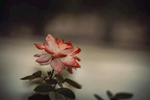 娇艳双色玫瑰特写