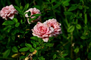 娇艳粉色蔷薇绽放