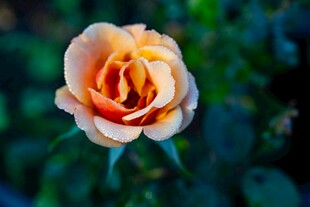 娇艳橙黄月季花