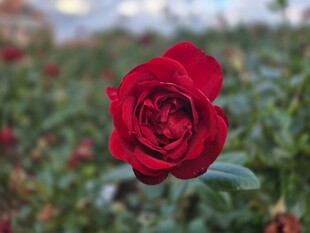 娇艳红玫瑰绽放于花丛