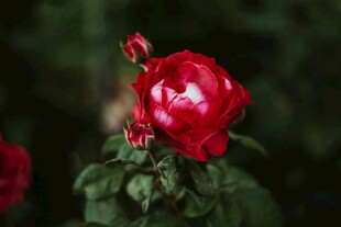 娇艳欲滴的红玫瑰