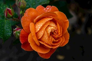 娇艳橙色玫瑰带露绽放