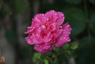 娇艳带露月季花