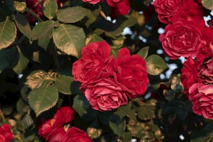 娇艳红玫瑰绽放