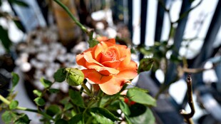 娇艳橙色玫瑰绽放