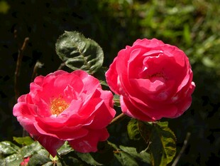 两朵娇艳盛开的红玫瑰