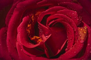 娇艳欲滴的红玫瑰